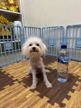 Open semi adopt di jual anjing tiny toy poodle putih white betina free