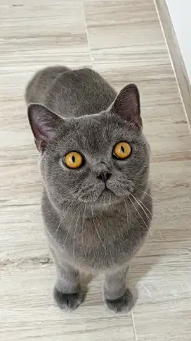 British shorthair jantan