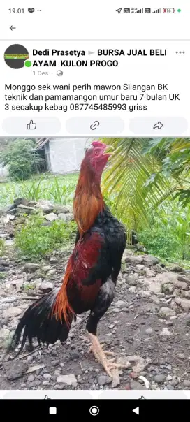 Di jual ayam BK pamamangon peranakan sendiri