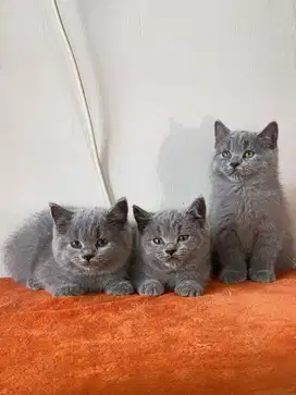 Fortune cat kucing bsh british shorthair blue jdhin munchkin cakep