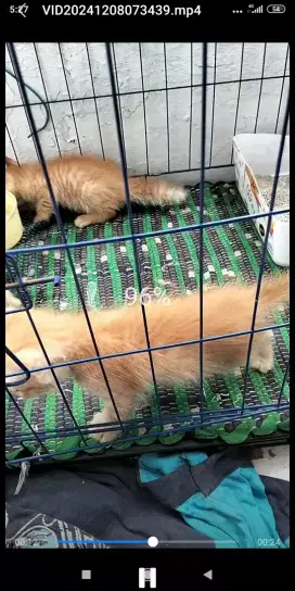 Kitten anggora lucu