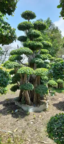 BONSAI DOLAR TAMAN ISTIMEWA & TERJANGKAU