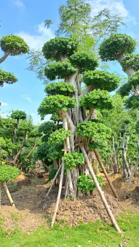 BONSAI TAMAN BERINGIN DOLAR MASTER