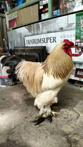 Ayam jantan brahma