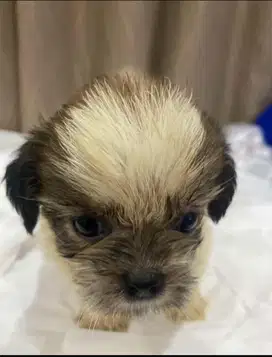 Anjing shihtzu jantan