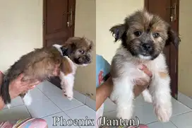 ANAK ANJING SHIHTZU