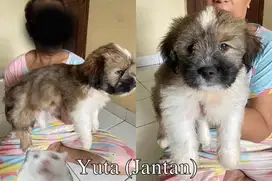 ANAK ANJING SHIHTZU