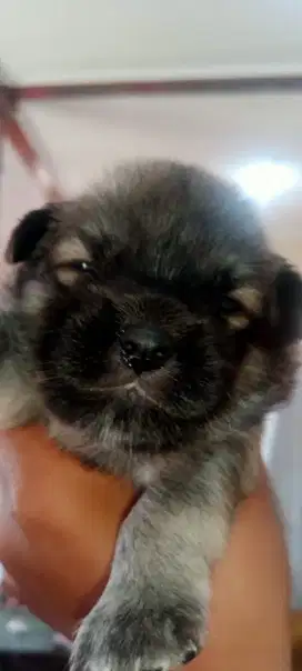 Jual anakan anjing jantan usia 1 bulan