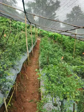 Petani kebun area Curug bitung