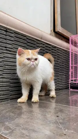 Kucing persia peaknose exo exotic shorthair