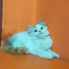 Warna oyen putih betina cantik gembul usia 2,5bulanan