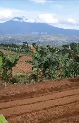 Kavling Luas View Gunung Di Desa Tugu Jaya Cigombong Kab Bogor