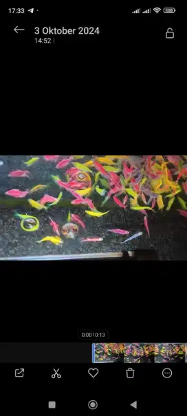 100 ekor Ikan hias glowfish cuma 190 k