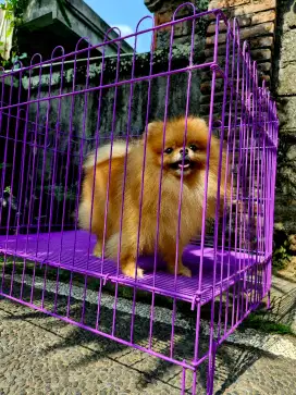 Pomeranian Minipom Jantan Stambum