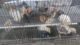 Anak Ayam Kampung Silangan Aseel Cros