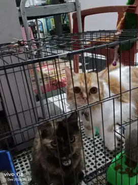 2 KUCING LUCU SUDAH VAKSIN