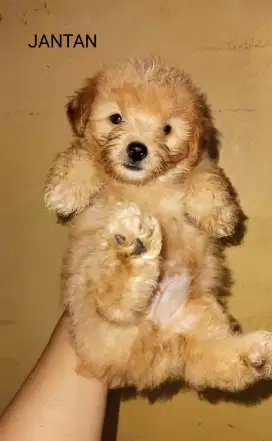 Maltipu Puppy JANTAN