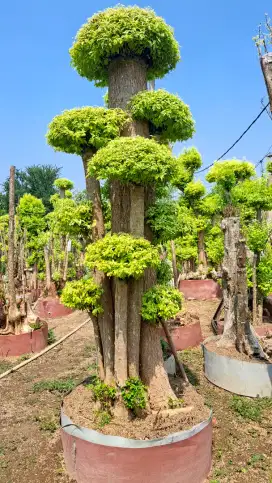 BONSAI ANTING PUTRI, BONSAI RANDU PUTIH, BONSAI DOLAR TAMAN