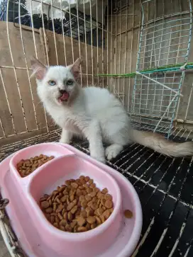 Kucing Himalaya Kitten Jantan 3 Bulan Sehat Gimbul