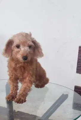 POODLE INDUKAN (2)