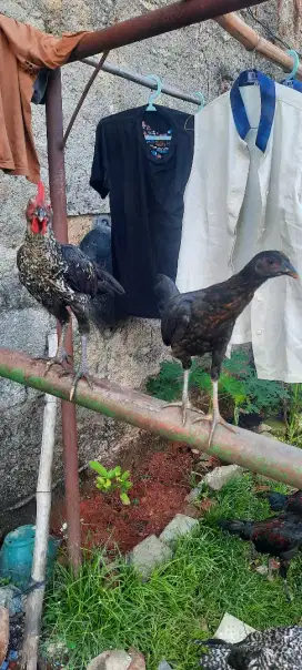 Ayam Katurangan Jari 10 Sepasang