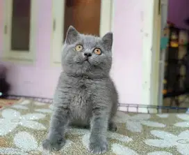 Kucing kitten british shorthair jantan