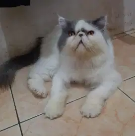 Kucing peaknose pejantan bluevan lobghair