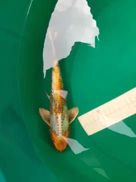 Ikan koi Kin Kikokuryu 30cm impor sertifikat Marusei