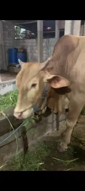 jual sapi brangus dan Po