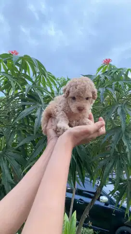 Tiny Poodle Apricot Male / Jantan ( Kosongan )