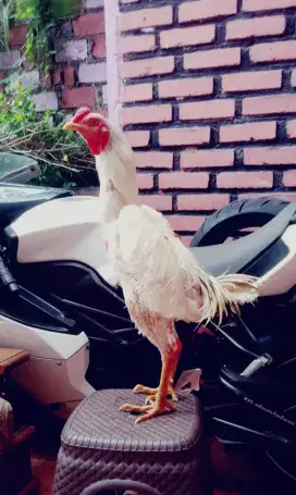 Ayam aduan plucker usa jantan muda murah mantap yg minat saja