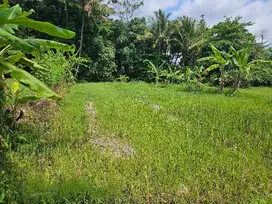 Tanah sawah 531 meter diutara kampus uii sleman