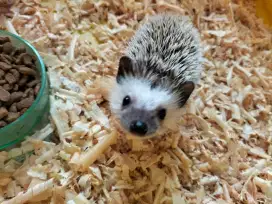 Landak mini hedgehog usia 2 bulan