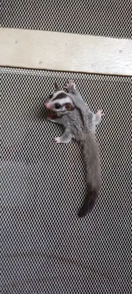 Sugar Glider Joey Grey