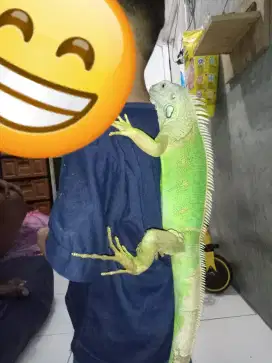 Iguana green sehat