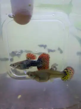 Guppy Dragon dan Guppy Cobra pasangan Jogja