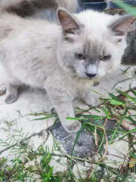 Kucing Ragdoll Jantan