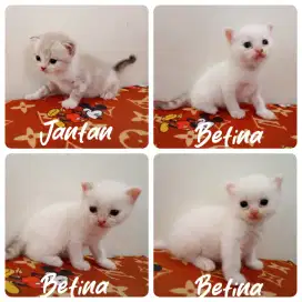 Kitten persia usia 2 bln