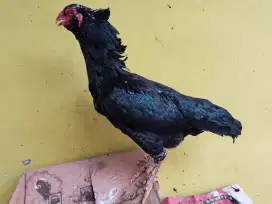 Jual ayam betina berjalu