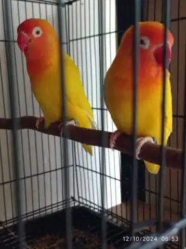 Lovebird lutino mata merah