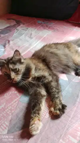 Kucing persia medium betina