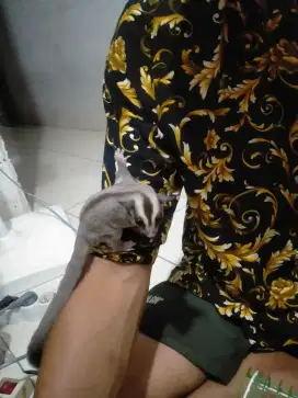 SUGAR GLIDER USIA 4 BULAN JANTAN