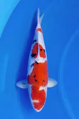 Koi Jenis Sanke 55 cm