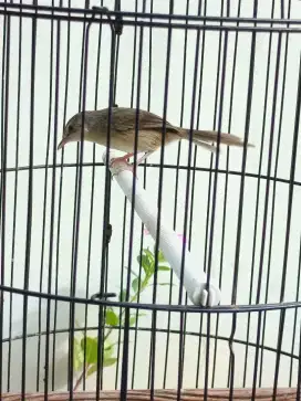 Burung ciblek gunung harian bunyi