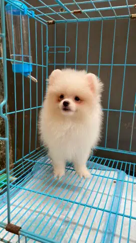 Minipom sertifikat