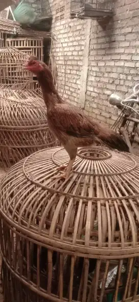 Ayam betina pakhoy shamo jos brutal speed pencetak brakot jos mantap