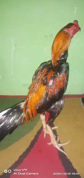 Ayam Bangkok Suro watu sisik ubet Pukul syaraf Ampuh