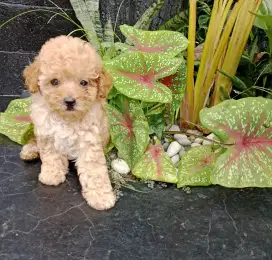 Apricot poodle betina