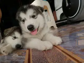 Alaskan malamute jantan