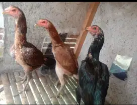 Tiga ekor ayam bangkok betina